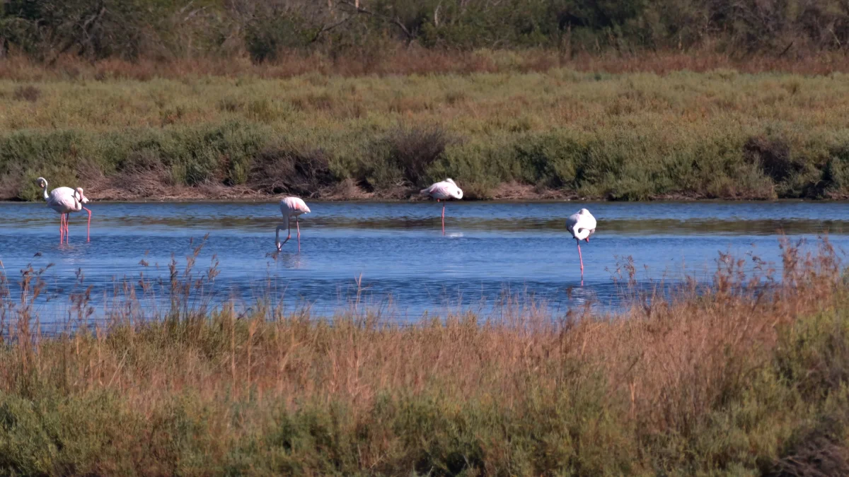 Pink Flamingo - Camargue (South of France)