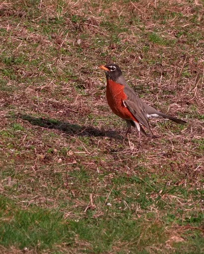 Robin with Dwarf III