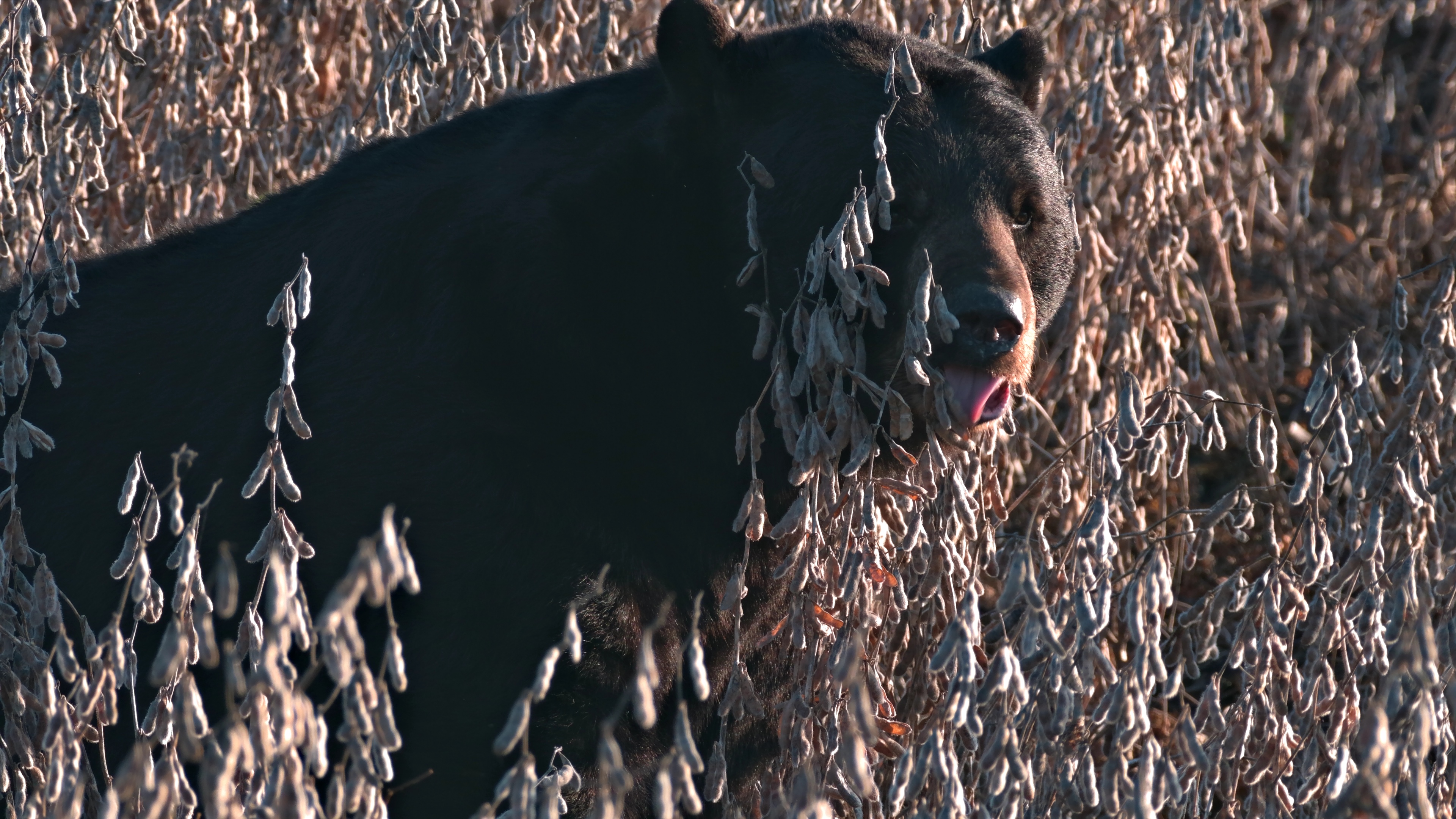 Ursa Major