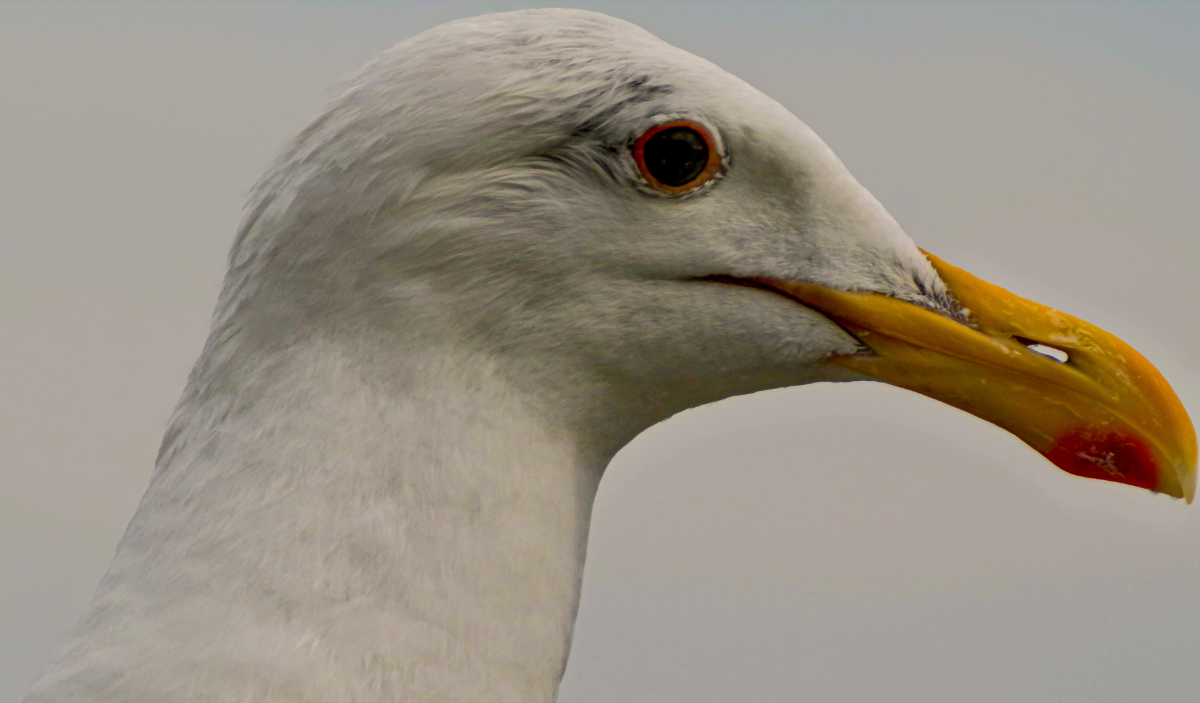 Seagull on the sea wall