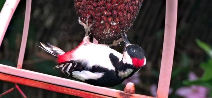 Spotted Woodpecker