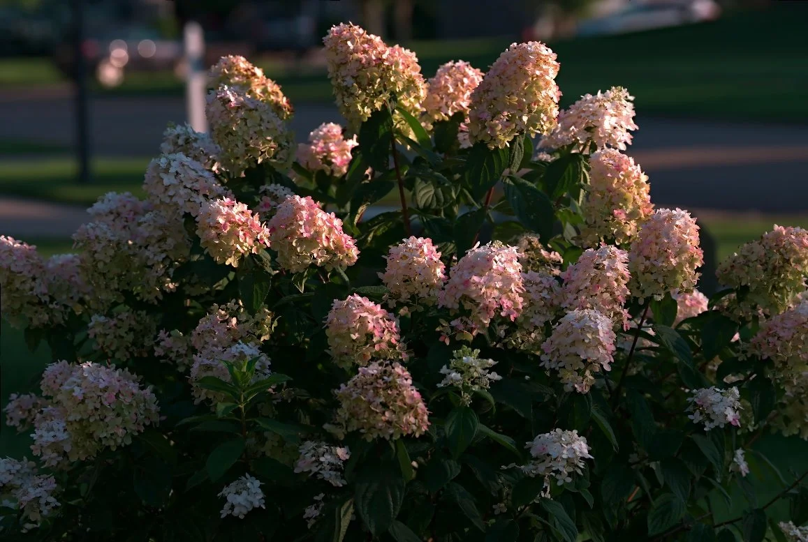 Our hydrangea in full bloom