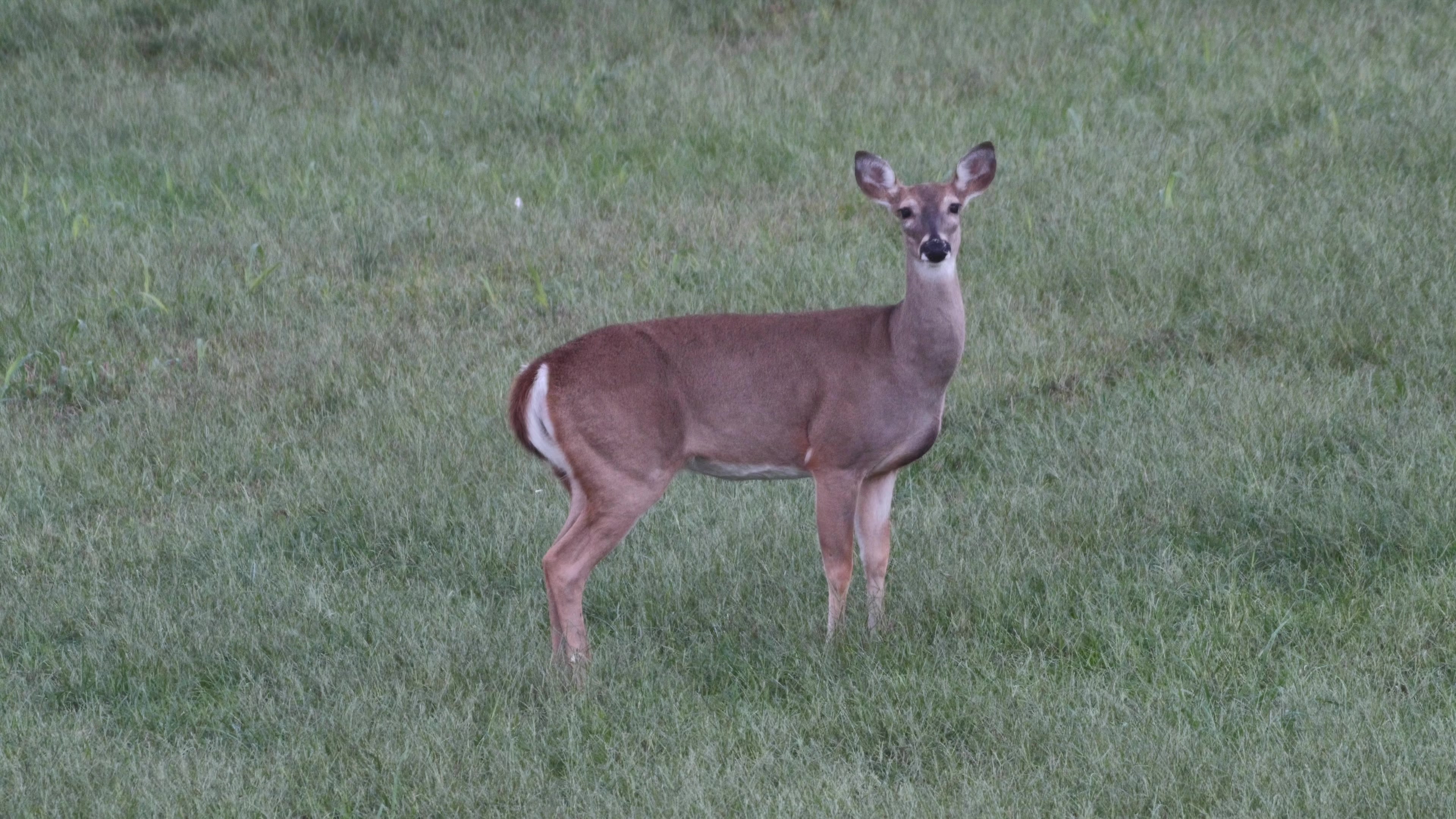 Deer in my yard