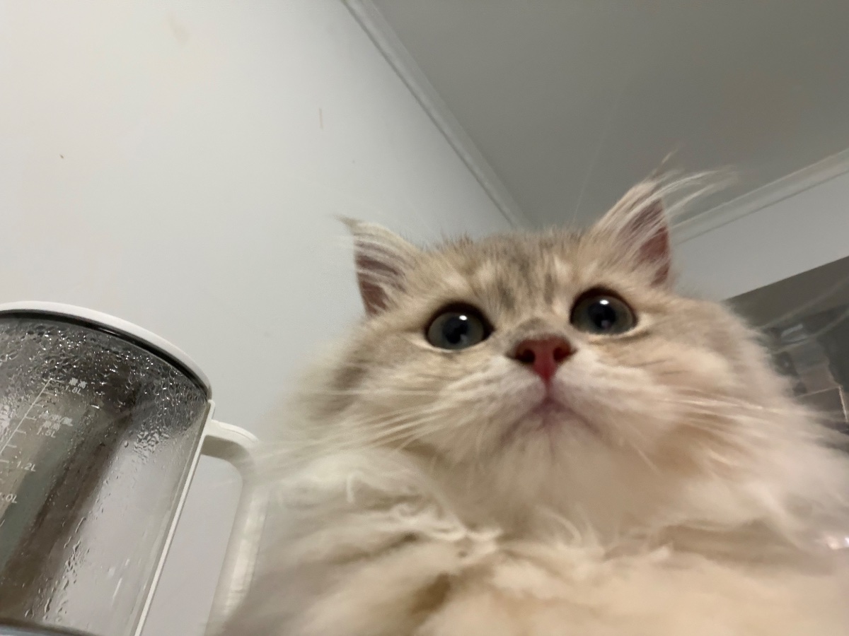 猫的凝视