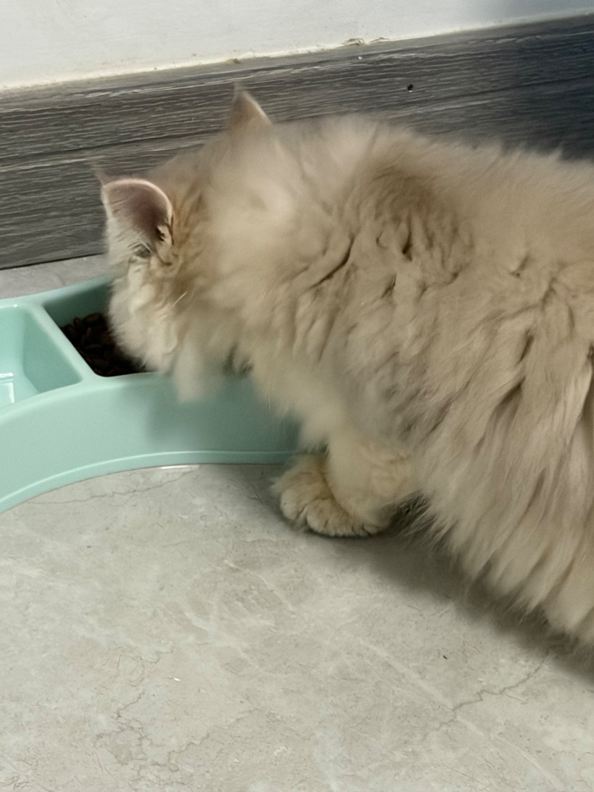 进食