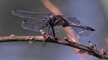 Libellule