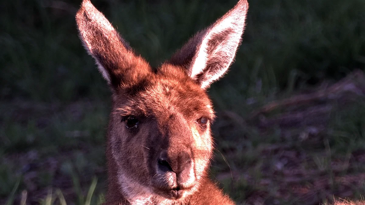 Old man kangaroo in front yard.