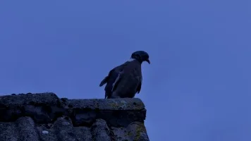 a bird