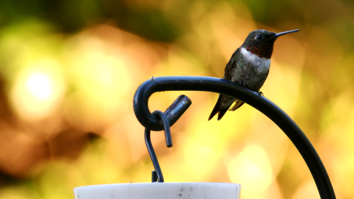 Male Ruby-throated Hummingbird