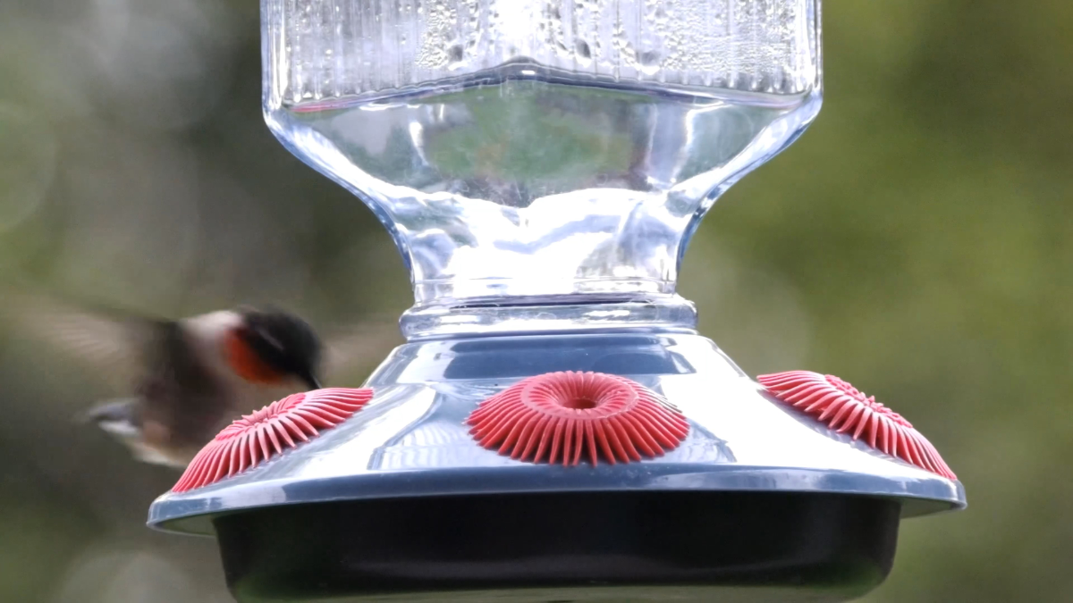 ruby-throated hummer