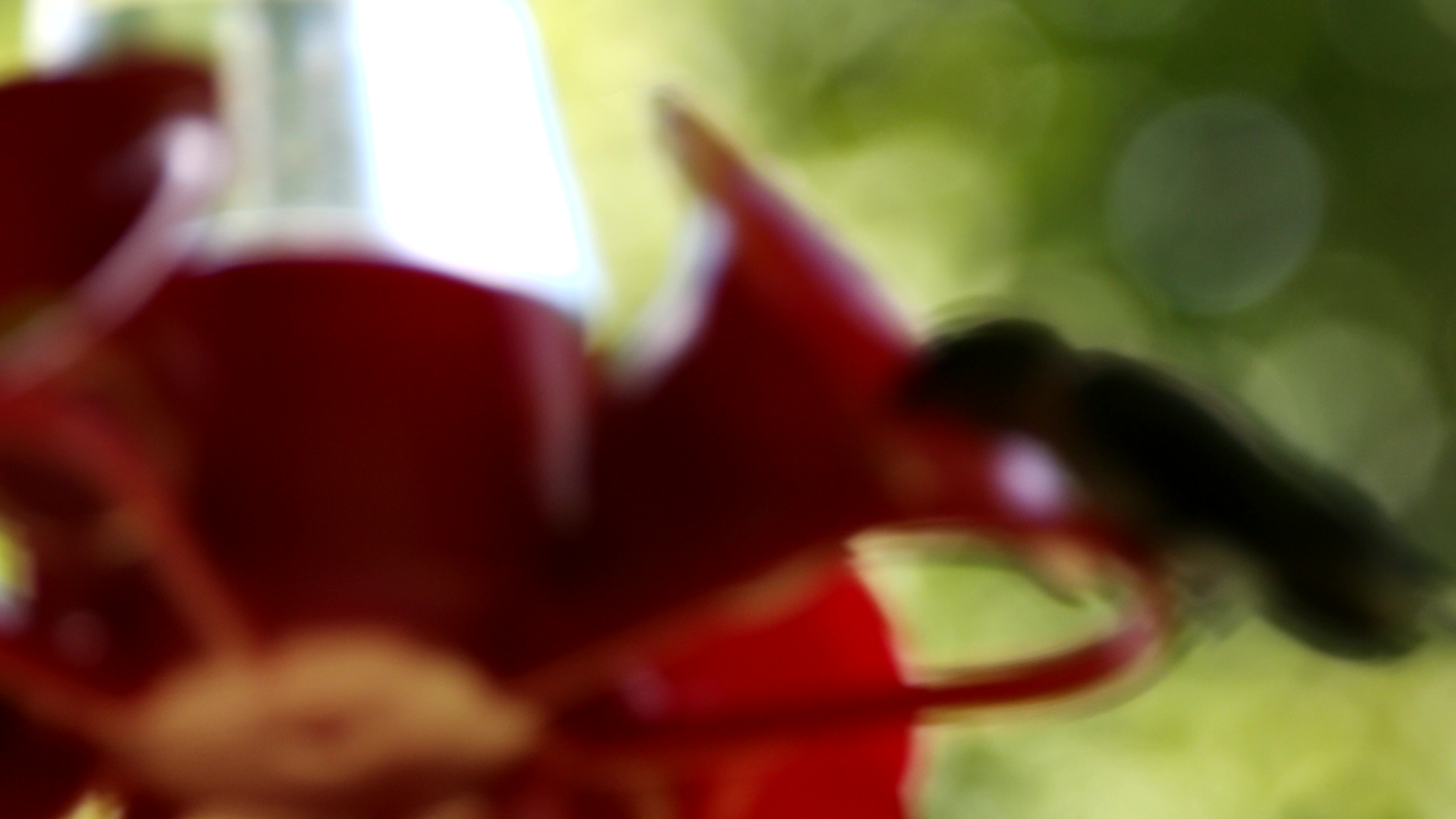 Young male ruby-throated hummingbird