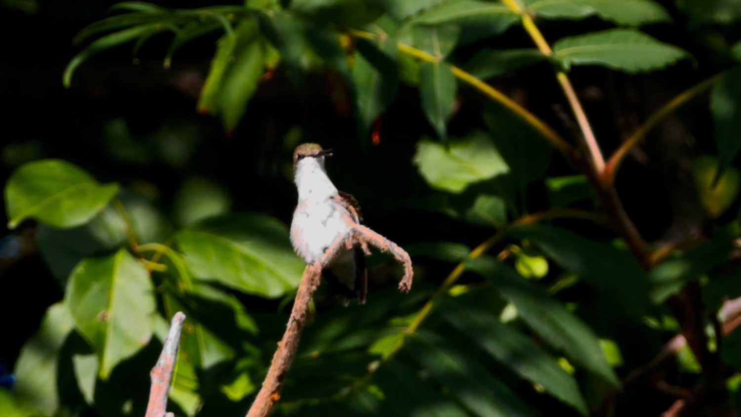 preening adolescent male ruby-throated hummingbird