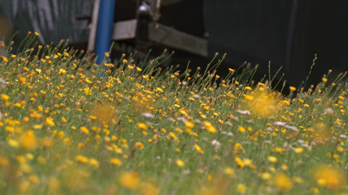 Yellow Flowers with Tele