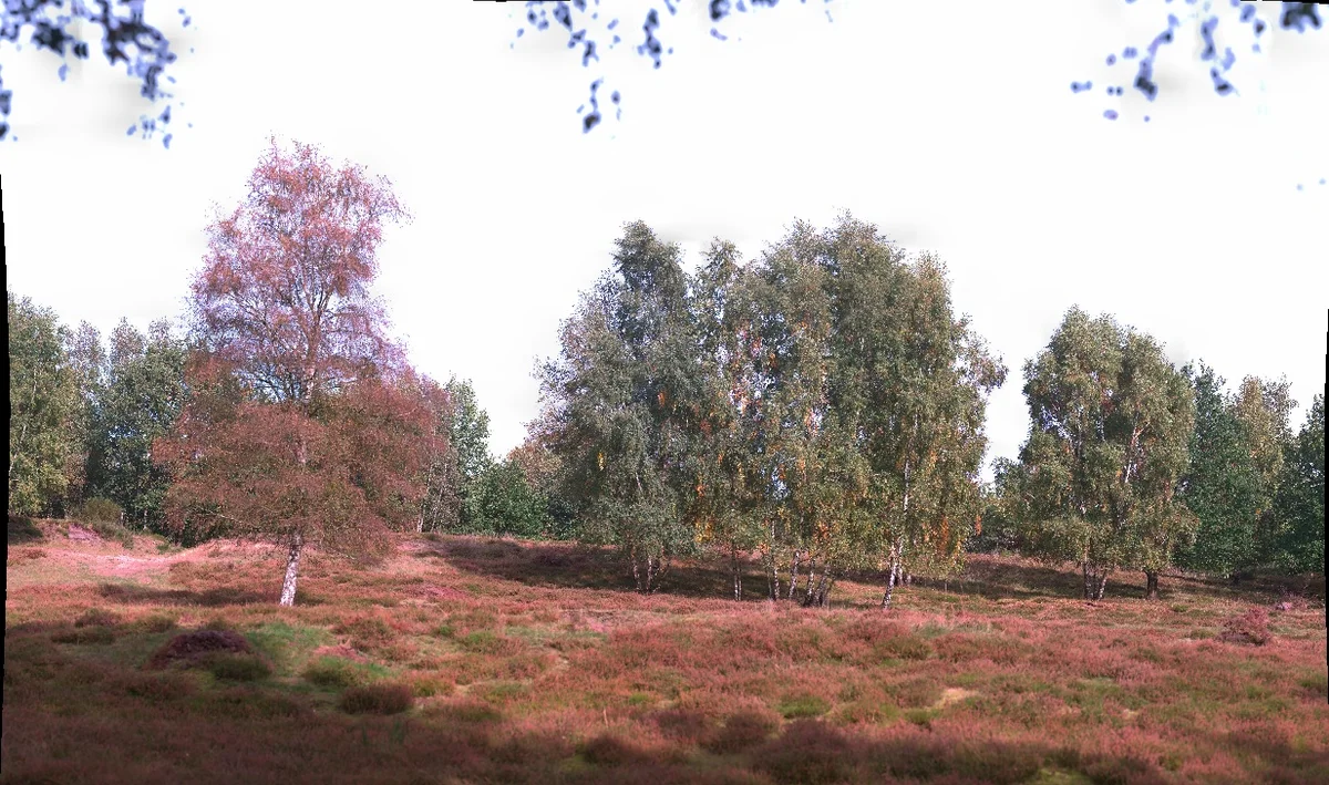 Kremperheide