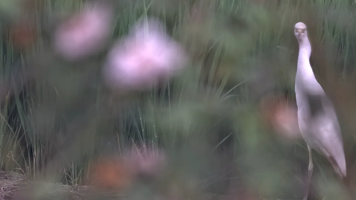 花丛后的牛背鹭与小白鹭