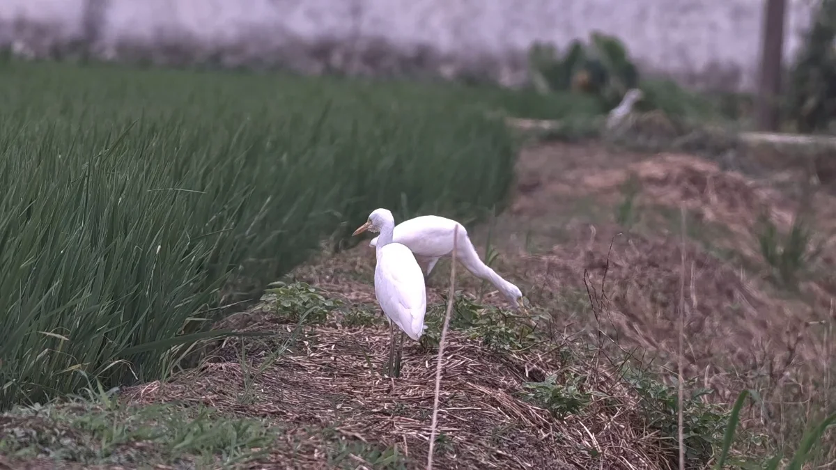 牛背鹭捕蚯蚓