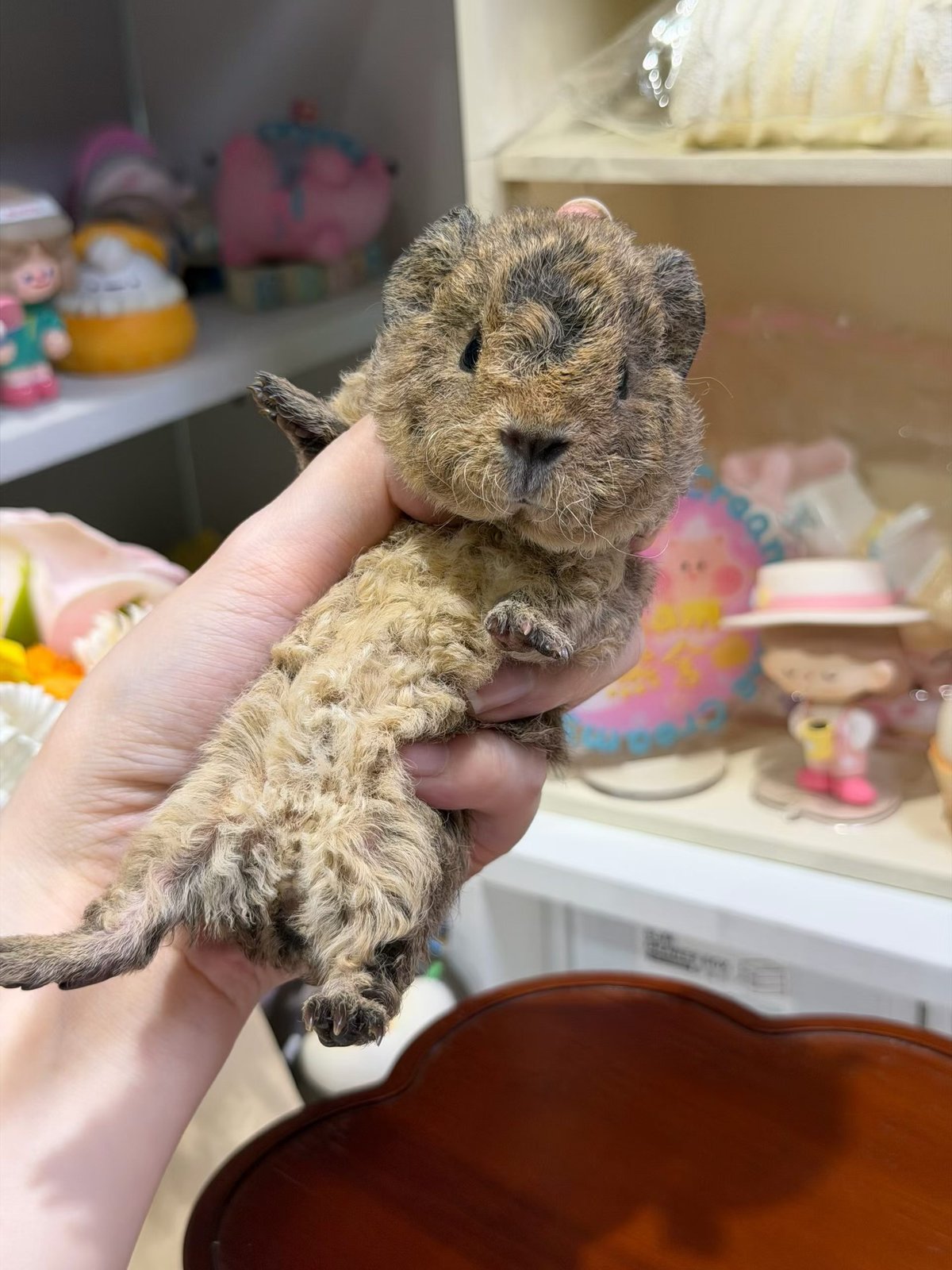 小猪