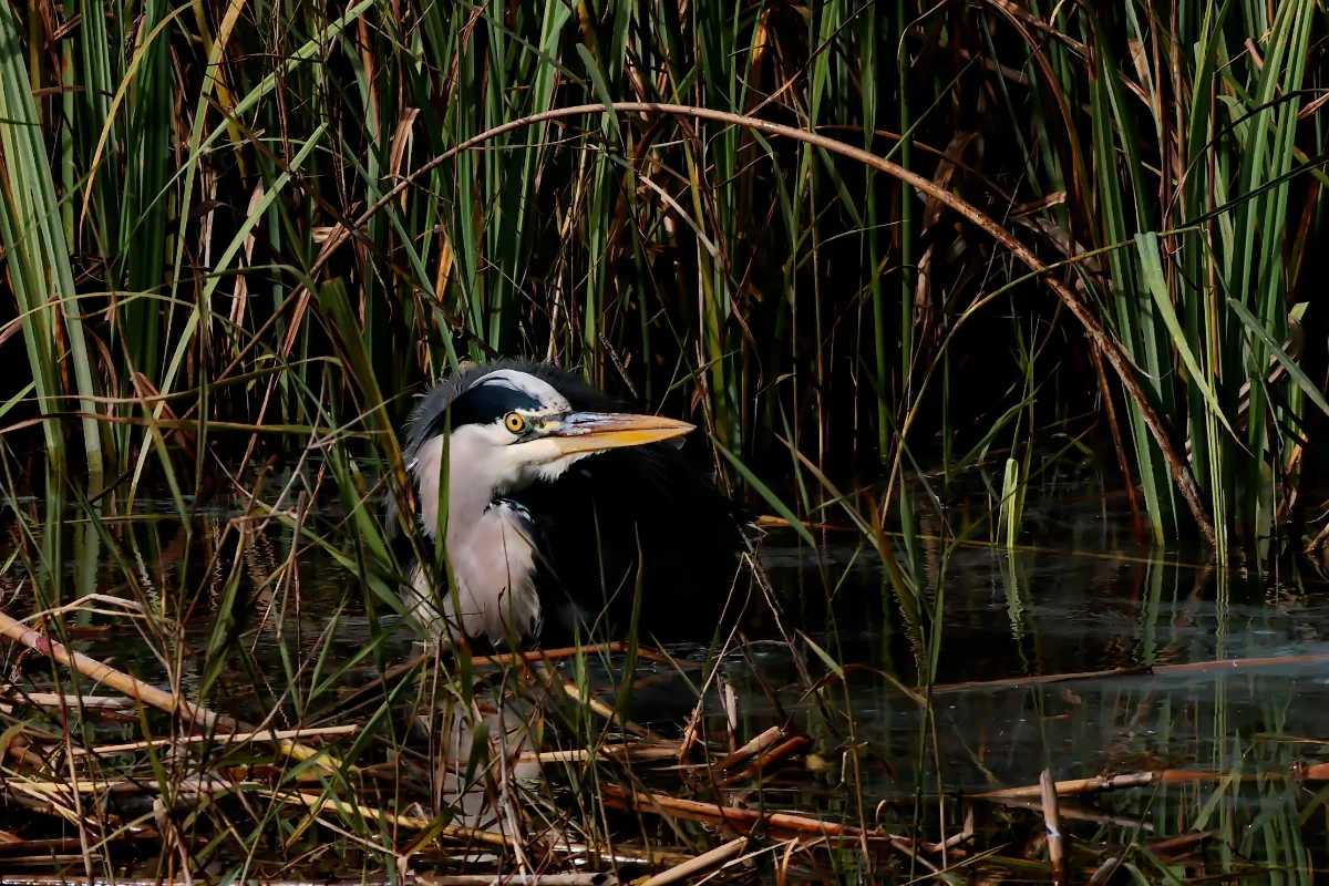 Grey heron's bath