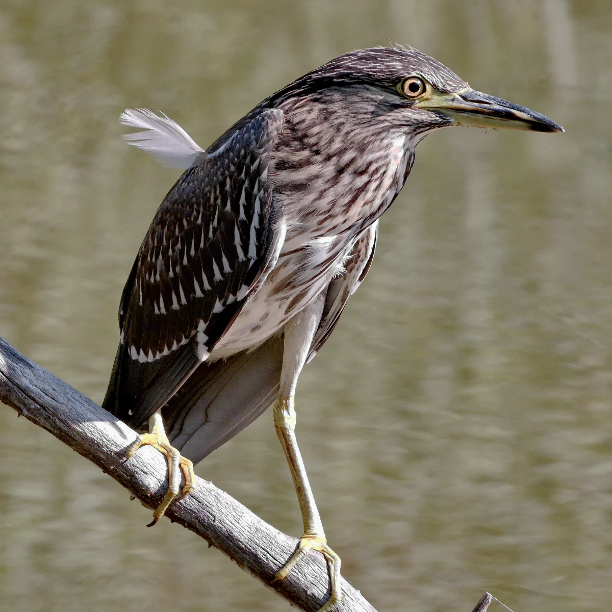 Night heron