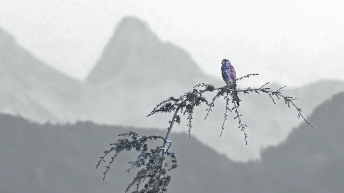 Perching kestrel