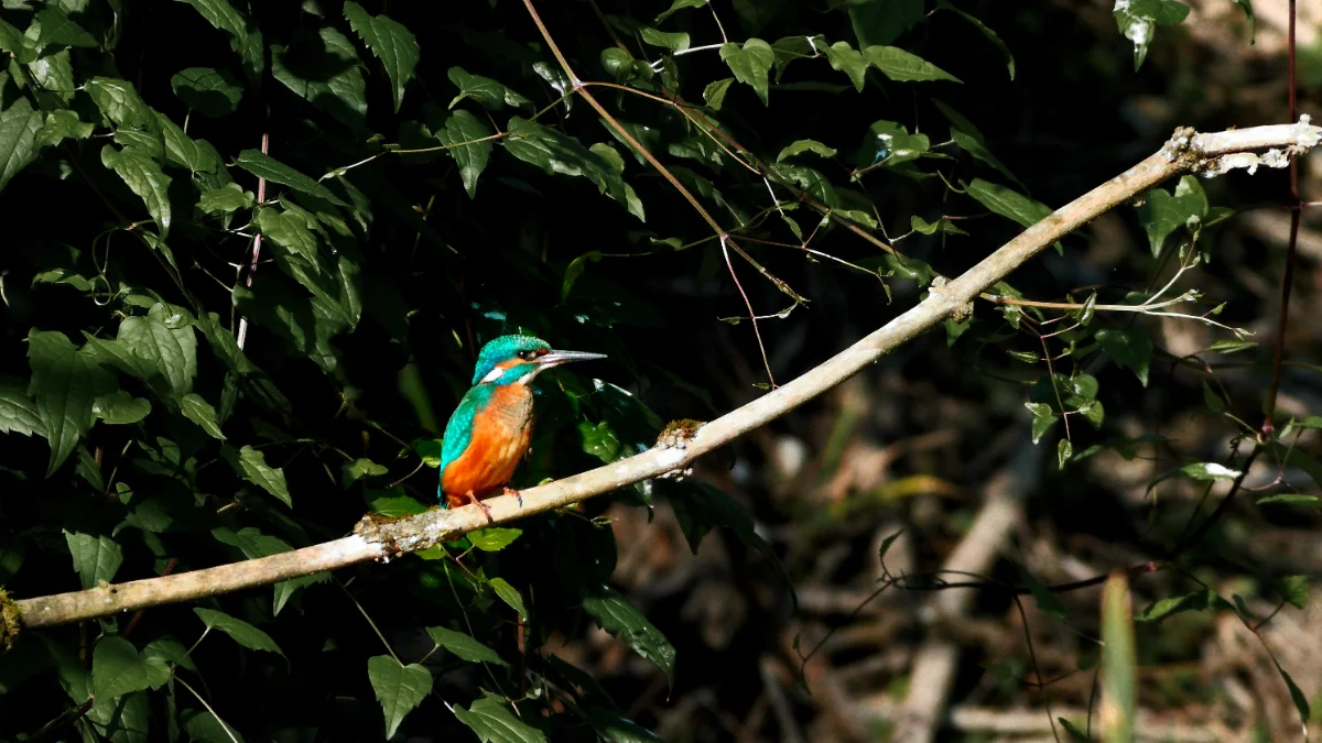 Perching kingfisher