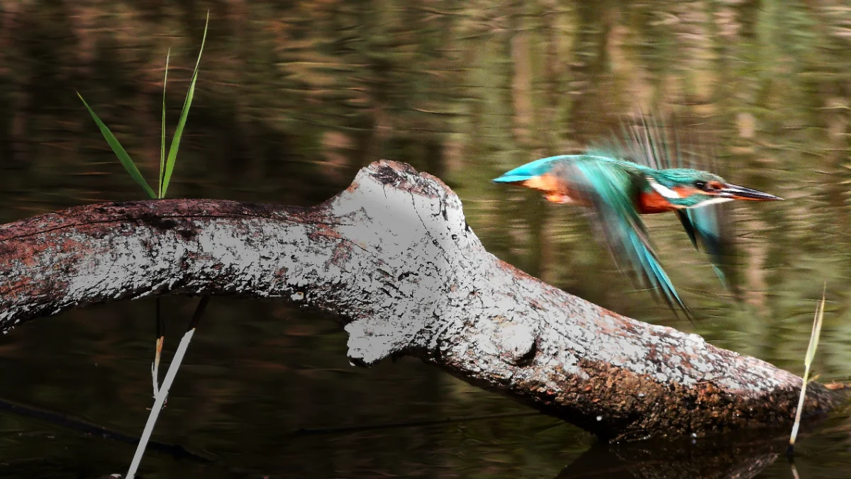 Kingfisher take-off