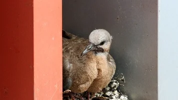 古菇顾幼鸟~