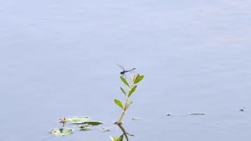 蜻蜓