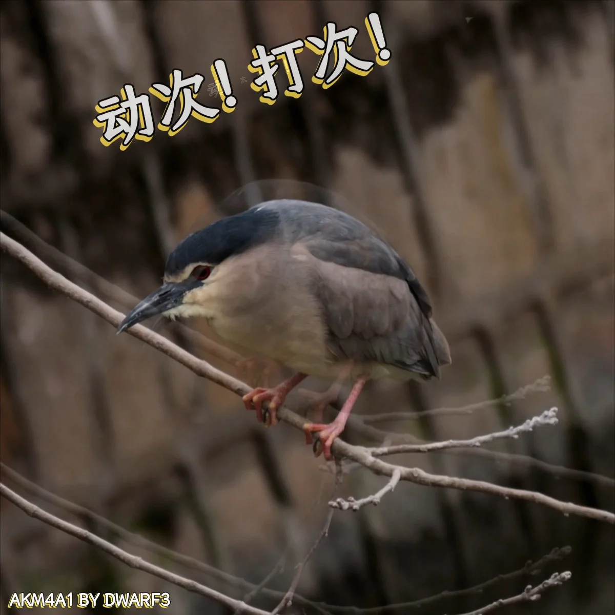 夜师傅disco