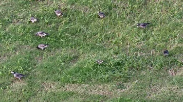 灰椋鸟聚餐