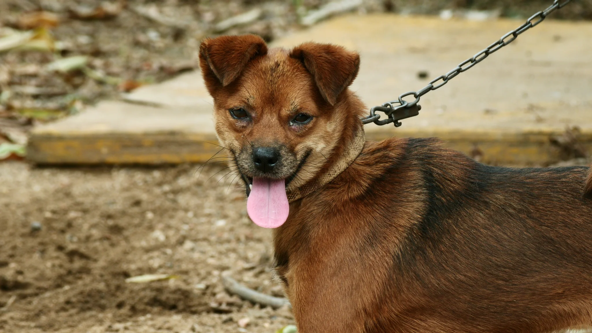小狗🐕