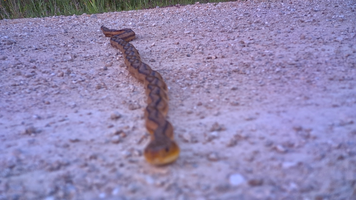 Eastern Rat Snake