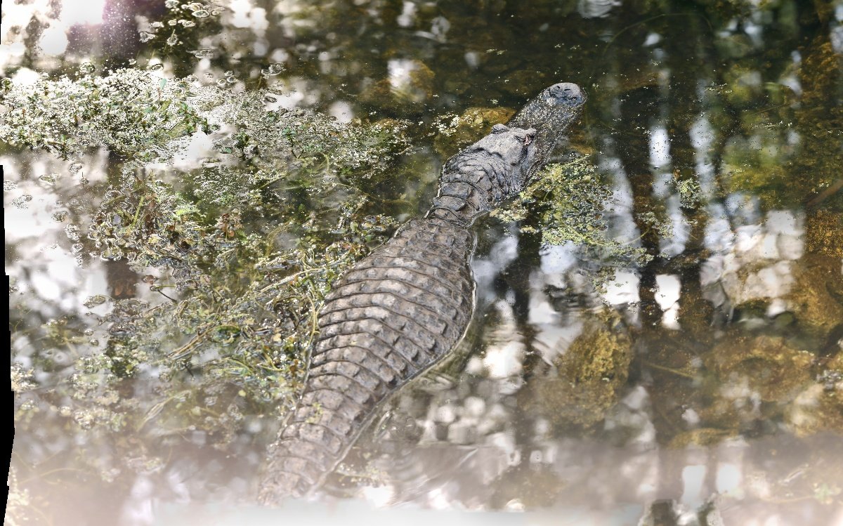 Gator in Pano Mode