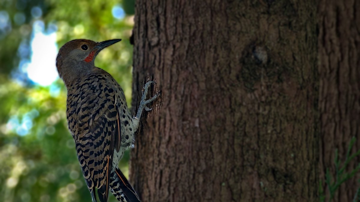 A Northern Flicker