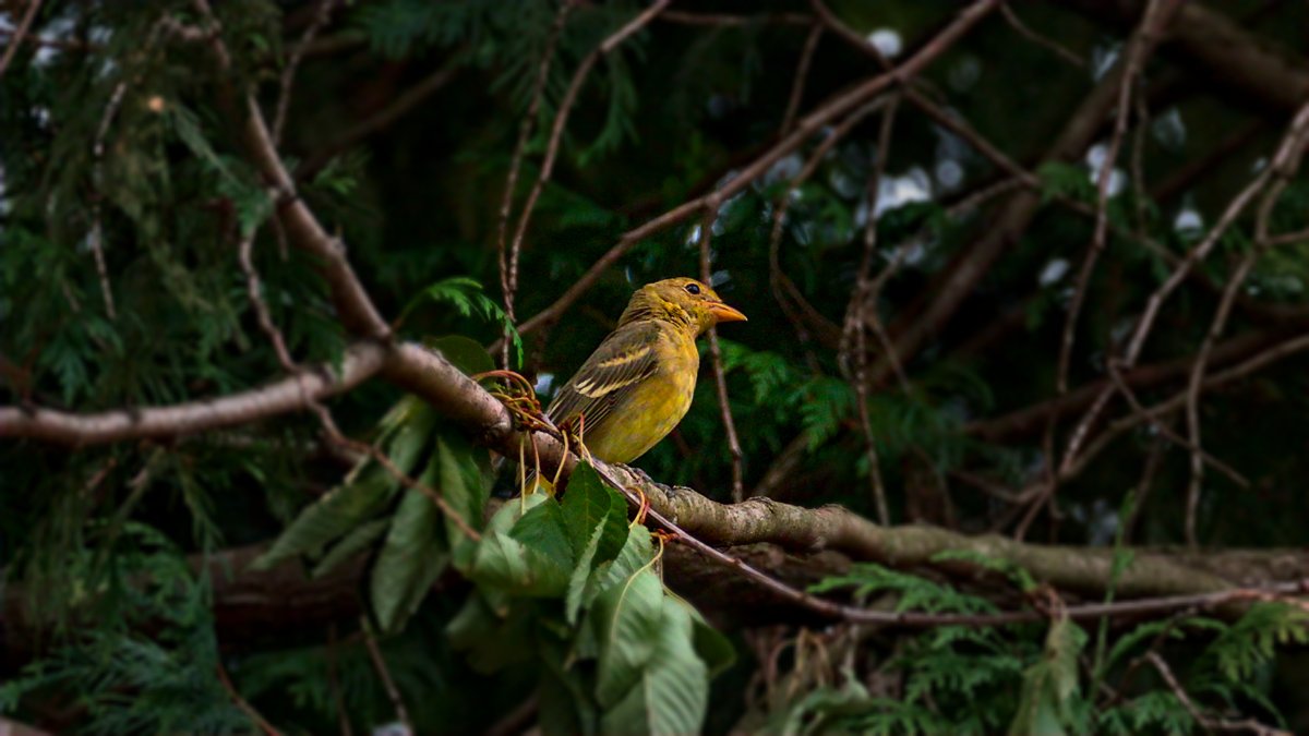 Western Tanager