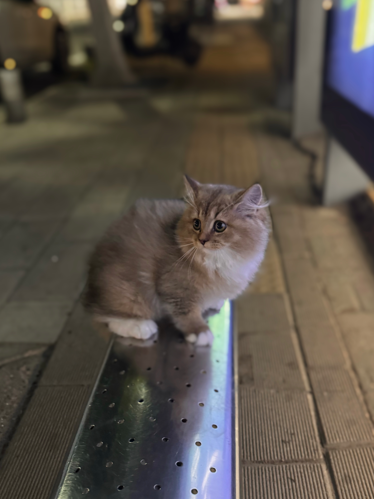 晚上好🌃