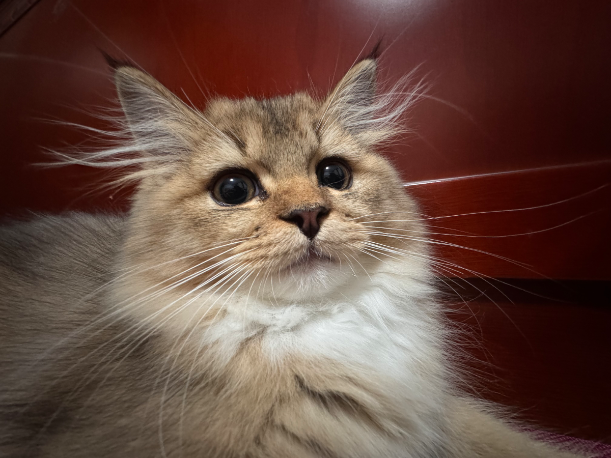 猫精