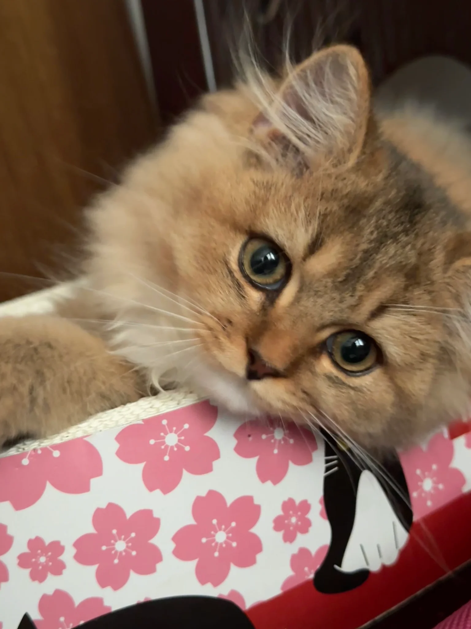 喵🐈