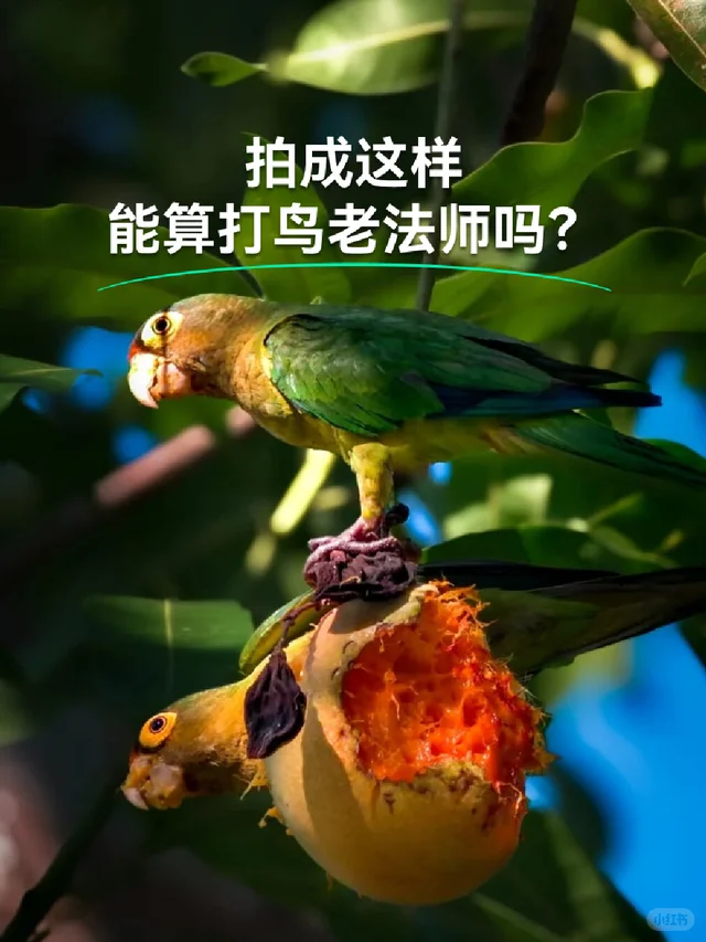 不扛大炮，一台智能望远镜能把鸟拍成这样？